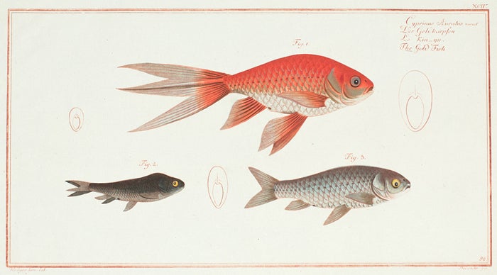 Item nr. 151356 Cyprinus Auratus [the Gold Fish]. Ichthyologie, ou Histoire Naturelle, Generale et Particulaire. Marcus Eleiser Bloch.