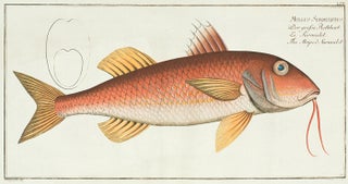 Mullus Surmuletus [the Striped Surmulet]. Ichthyologie, ou Histoire Naturelle, Generale et Particulaire.