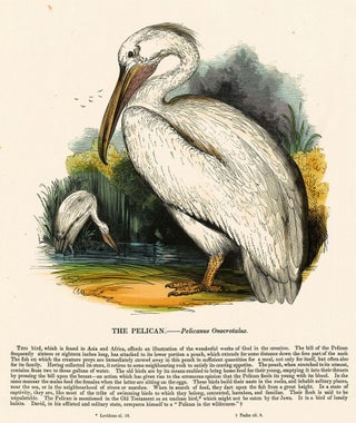 Item nr. 151363 The Pelican. Plates Illustrative of Natural History. Josiah Wood Whymper
