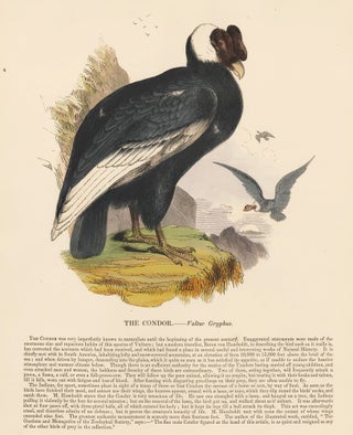 Item nr. 151370 The Condor. Plates Illustrative of Natural History. Josiah Wood Whymper