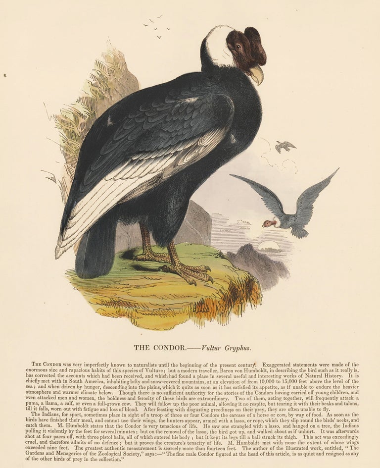 Item nr. 151370 The Condor. Plates Illustrative of Natural History. Josiah Wood Whymper.