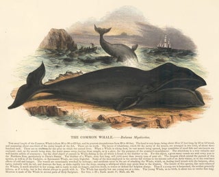 Item nr. 151372 The Common Whale. Plates Illustrative of Natural History. Josiah Wood Whymper