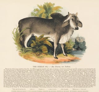 Item nr. 151374 The Indian Ox. Plates Illustrative of Natural History. Josiah Wood Whymper