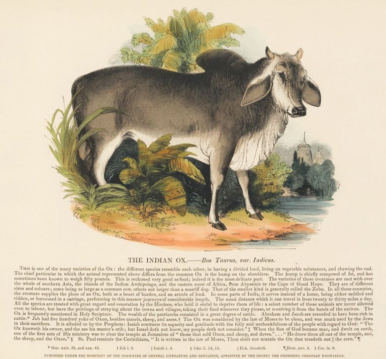 Item nr. 151374 The Indian Ox. Plates Illustrative of Natural History. Josiah Wood Whymper.