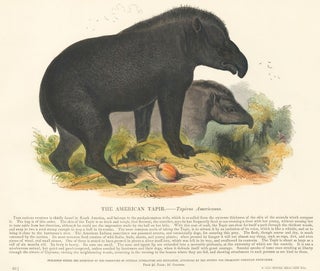 Item nr. 151376 The American Tapir. Plates Illustrative of Natural History. Josiah Wood Whymper
