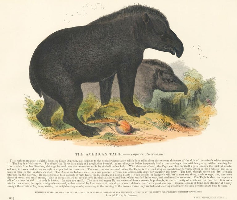 Item nr. 151376 The American Tapir. Plates Illustrative of Natural History. Josiah Wood Whymper.