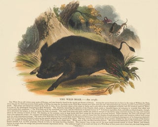 Item nr. 151377 The Wild Boar. Plates Illustrative of Natural History. Josiah Wood Whymper
