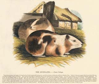Item nr. 151378 The Guinea-Pig. Plates Illustrative of Natural History. Josiah Wood Whymper