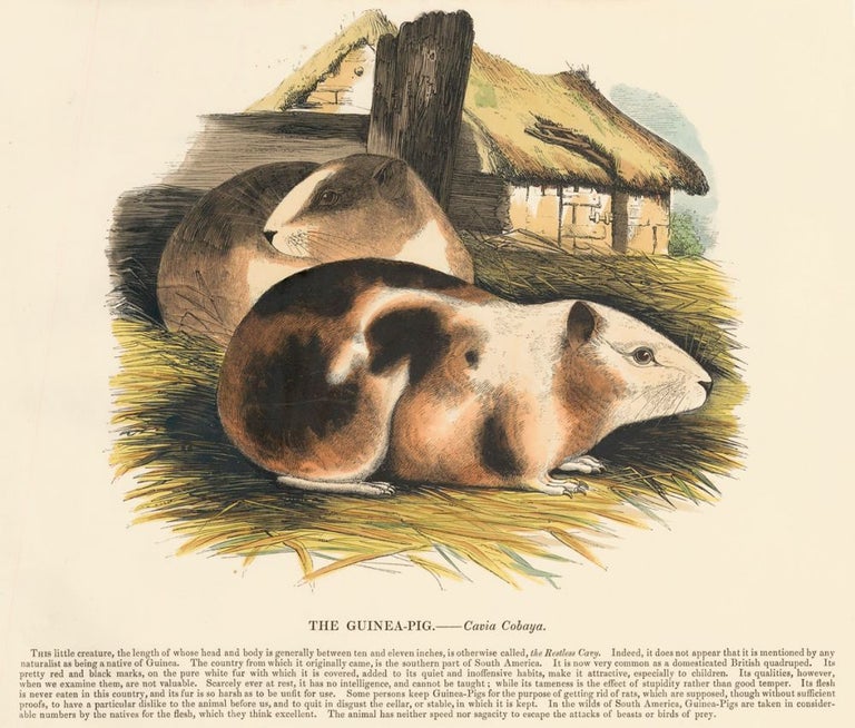Item nr. 151378 The Guinea-Pig. Plates Illustrative of Natural History. Josiah Wood Whymper.