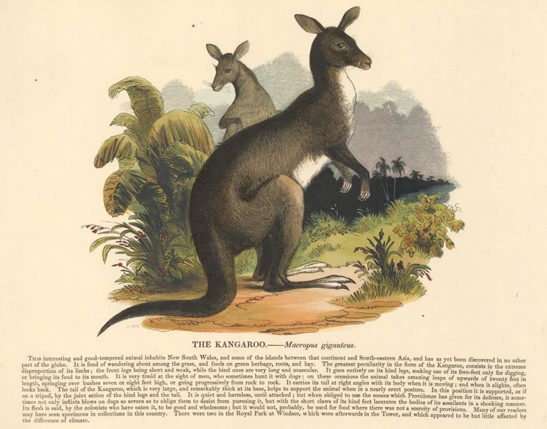 Item nr. 151379 The Kangaroo. Plates Illustrative of Natural History. Josiah Wood Whymper.