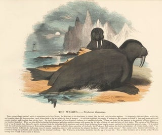 Item nr. 151380 The Walrus. Plates Illustrative of Natural History. Josiah Wood Whymper