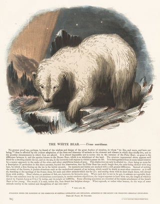Item nr. 151383 The White Bear. Plates Illustrative of Natural History. Josiah Wood Whymper