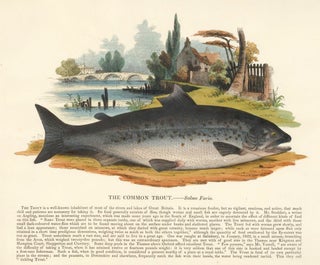 Item nr. 151385 The Common Trout. Plates Illustrative of Natural History. Josiah Wood Whymper