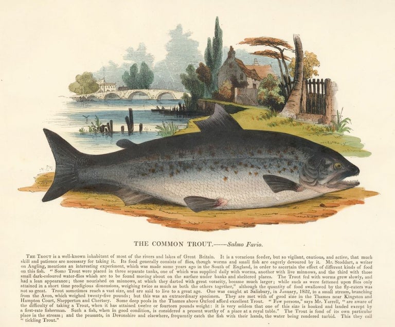 Item nr. 151385 The Common Trout. Plates Illustrative of Natural History. Josiah Wood Whymper.