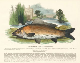 Item nr. 151386 The Common Carp. Plates Illustrative of Natural History. Josiah Wood Whymper