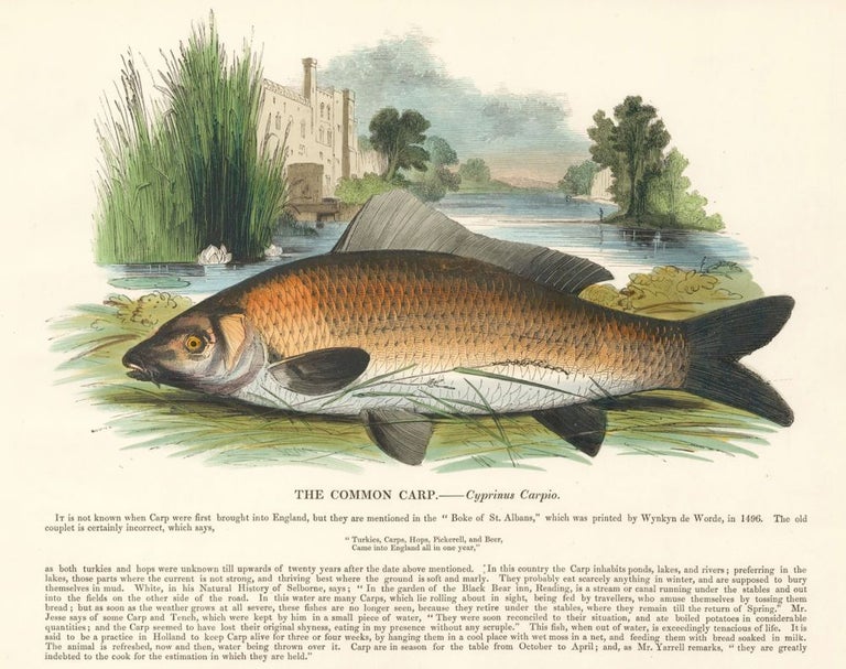 Item nr. 151386 The Common Carp. Plates Illustrative of Natural History. Josiah Wood Whymper.