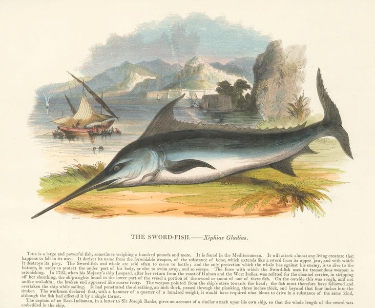 Item nr. 151387 The Sword-Fish. Plates Illustrative of Natural History. Josiah Wood Whymper.