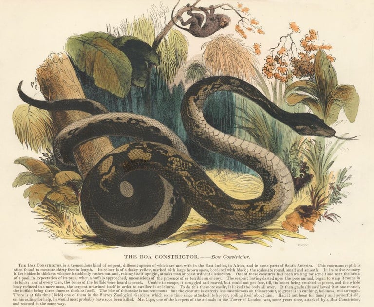 Item nr. 151388 The Boa Constrictor. Plates Illustrative of Natural History. Josiah Wood Whymper.