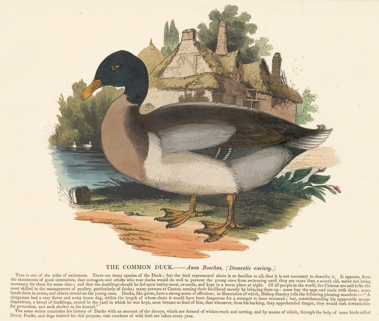 Item nr. 151390 The Common Duck. Plates Illustrative of Natural History. Josiah Wood Whymper.