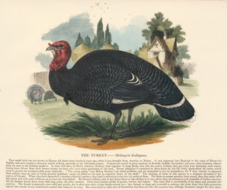 Item nr. 151394 The Turkey. Plates Illustrative of Natural History. Josiah Wood Whymper