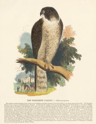 Item nr. 151401 The Peregrine Falcon. Plates Illustrative of Natural History. Josiah Wood Whymper