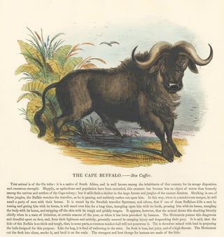 Item nr. 151404 The Cape Buffalo. Plates Illustrative of Natural History. Josiah Wood Whymper