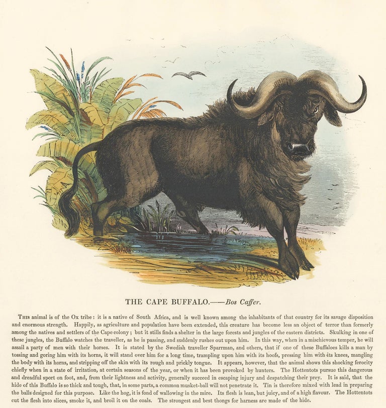 Item nr. 151404 The Cape Buffalo. Plates Illustrative of Natural History. Josiah Wood Whymper.