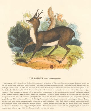 Item nr. 151406 The Roebuck. Plates Illustrative of Natural History. Josiah Wood Whymper