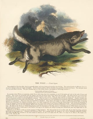 Item nr. 151409 The Wolf. Plates Illustrative of Natural History. Josiah Wood Whymper