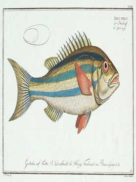 Item nr. 151413 Sparus Vittatus. Ichthyologie, ou Histoire Naturelle, Generale et Particulaire....