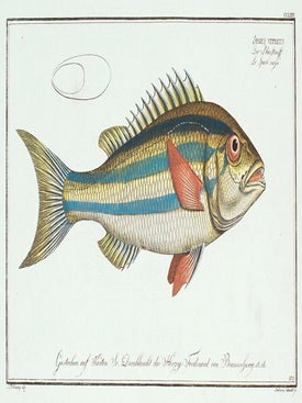 Sparus Vittatus. Ichthyologie, ou Histoire Naturelle, Generale et Particulaire.
