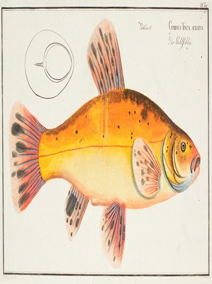Cyprinus Tinga Auratus. Ichthyologie, ou Histoire Naturelle, Generale et Particulaire.