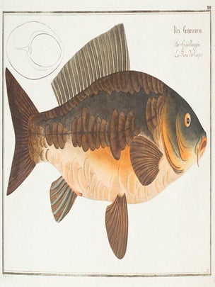 Rex Cyprinorum. Ichthyologie, ou Histoire Naturelle, Generale et Particulaire.