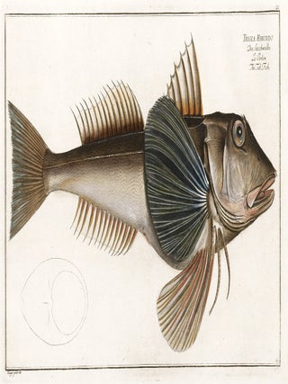 Item nr. 151439 Trigla Hirundo. Ichthyologie, ou Histoire Naturelle, Generale et Particulaire....