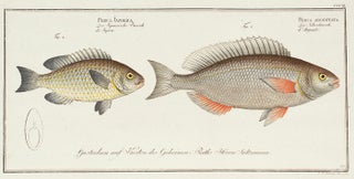 Item nr. 151440 Perca Japonica and Perca Argentata. Ichthyologie, ou Histoire Naturelle, Generale...
