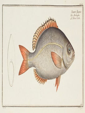 Item nr. 151444 Sparus Brama. Ichthyologie, ou Histoire Naturelle, Generale et Particulaire....