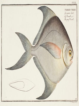 Item nr. 151445 Stromateus Cinereus. Ichthyologie, ou Histoire Naturelle, Generale et...