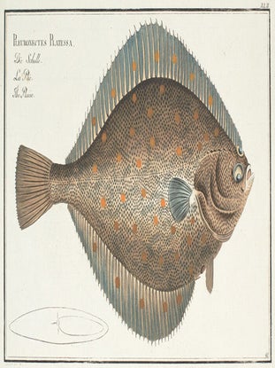 Item nr. 151446 Pleuronectes Platessa. Ichthyologie, ou Histoire Naturelle, Generale et...