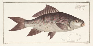 Item nr. 151447 Cyprinus Fimbriatus. Ichthyologie, ou Histoire Naturelle, Generale et...