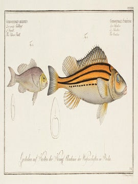 Item nr. 151449 Gymnocephalus Schratser and Gymnocephalus Argenteus. Ichthyologie, ou Histoire...