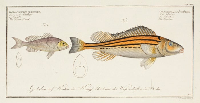 Item nr. 151449 Gymnocephalus Schratser and Gymnocephalus Argenteus. Ichthyologie, ou Histoire Naturelle, Generale et Particulaire. Marcus Eleiser Bloch.