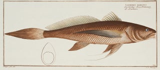 Item nr. 151451 Lonchurus Barbatus. Ichthyologie, ou Histoire Naturelle, Generale et...