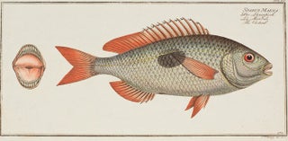 Item nr. 151452 Sparus Maena. Ichthyologie, ou Histoire Naturelle, Generale et Particulaire....