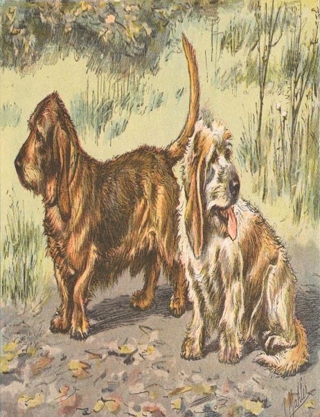 Item nr. 151512 Bassets Griffons de Bretagne et de Vend&eacute;e. Les Chiens, le Gibier et ses Ennemis. P. Mahler.