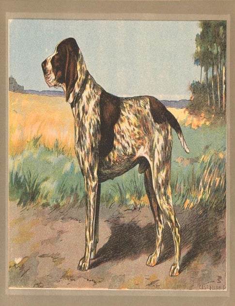 Item nr. 151538 Braque Francais. Les Chiens de Chasse. F. Castellan, P. Mahler.