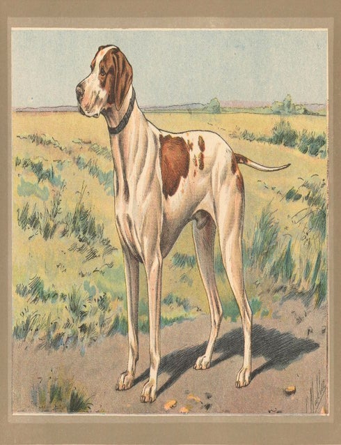 Item nr. 151541 Braque Saint-Germain. Les Chiens de Chasse. P. Mahler.