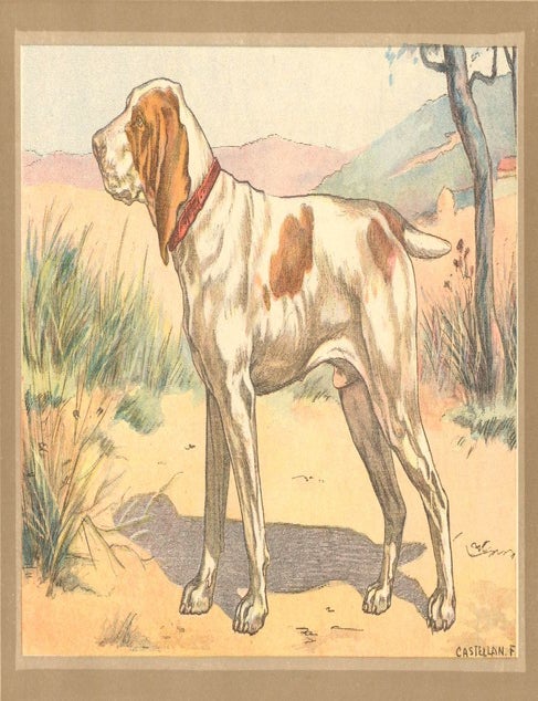 Item nr. 151545 Braque Italien. Les Chiens de Chasse. F. Castellan, P. Mahler.