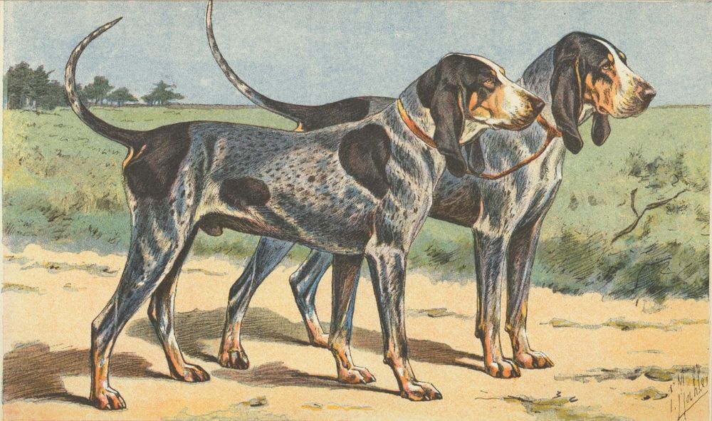 Chien Bleu De Gascogne. Les Chiens de Chasse by P. Mahler on Ursus Books Ltd