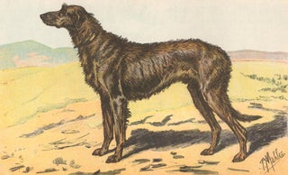 Item nr. 151603 Levrier D'Irlande Ou Wolfhound. Les Chiens de Chasse. P. Mahler