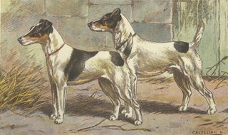 Item nr. 151607 Fox Terrier A Poil Lisse. Les Chiens de Chasse. F. Castellan, P. Mahler